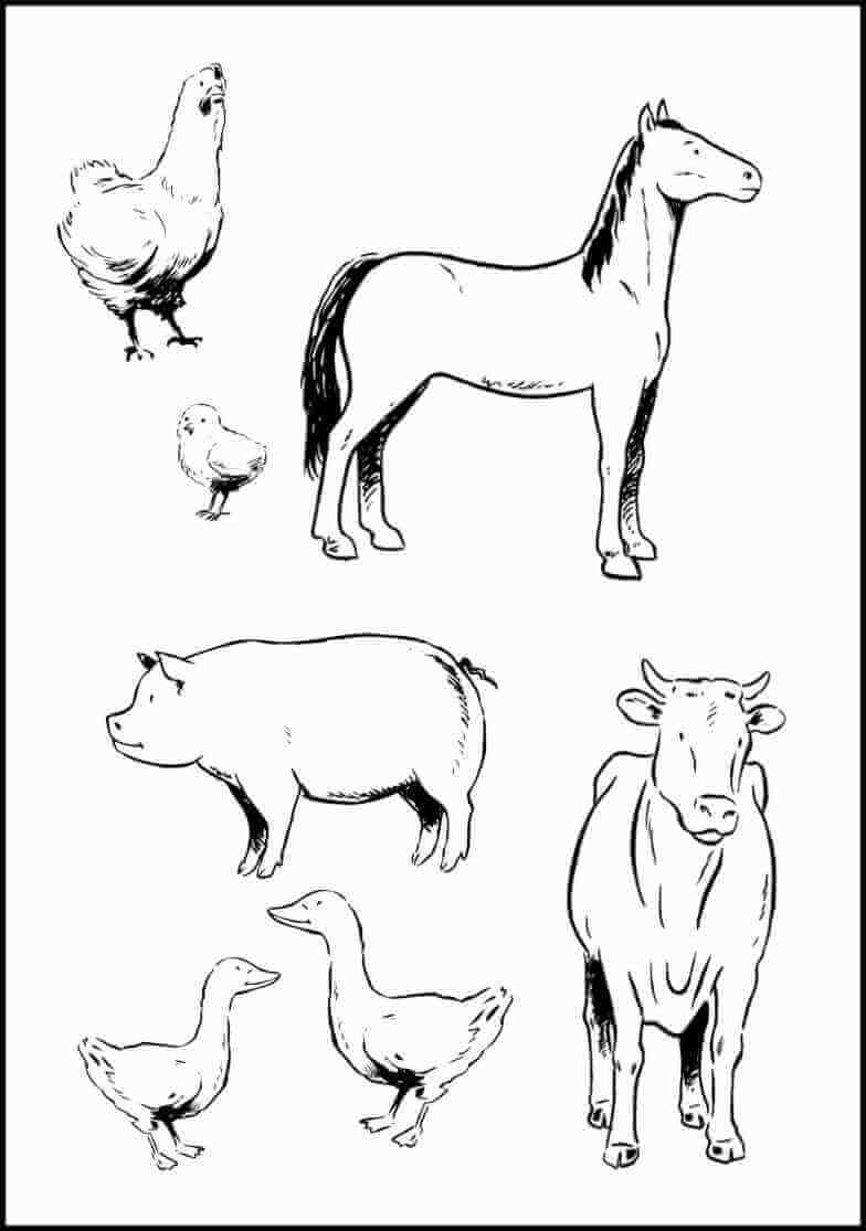 55 Farm Animal Coloring Book Pages 21