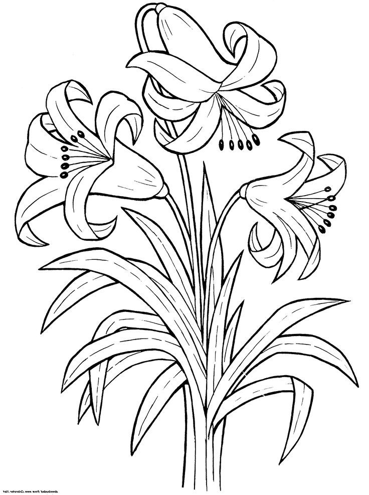 55 Flower Coloring Books 12