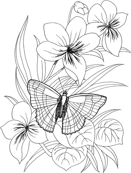 55 Flower Coloring Books 27