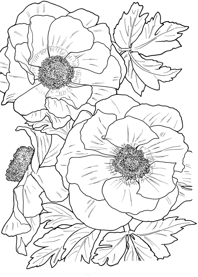 55 Flower Coloring Books 41