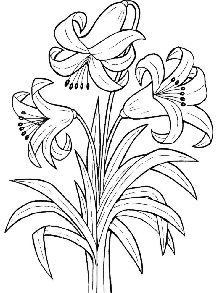 55 Flower Coloring Books 59