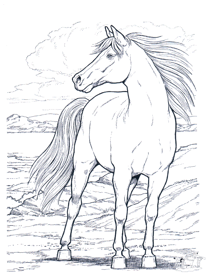 50 Horse Coloring Book 14