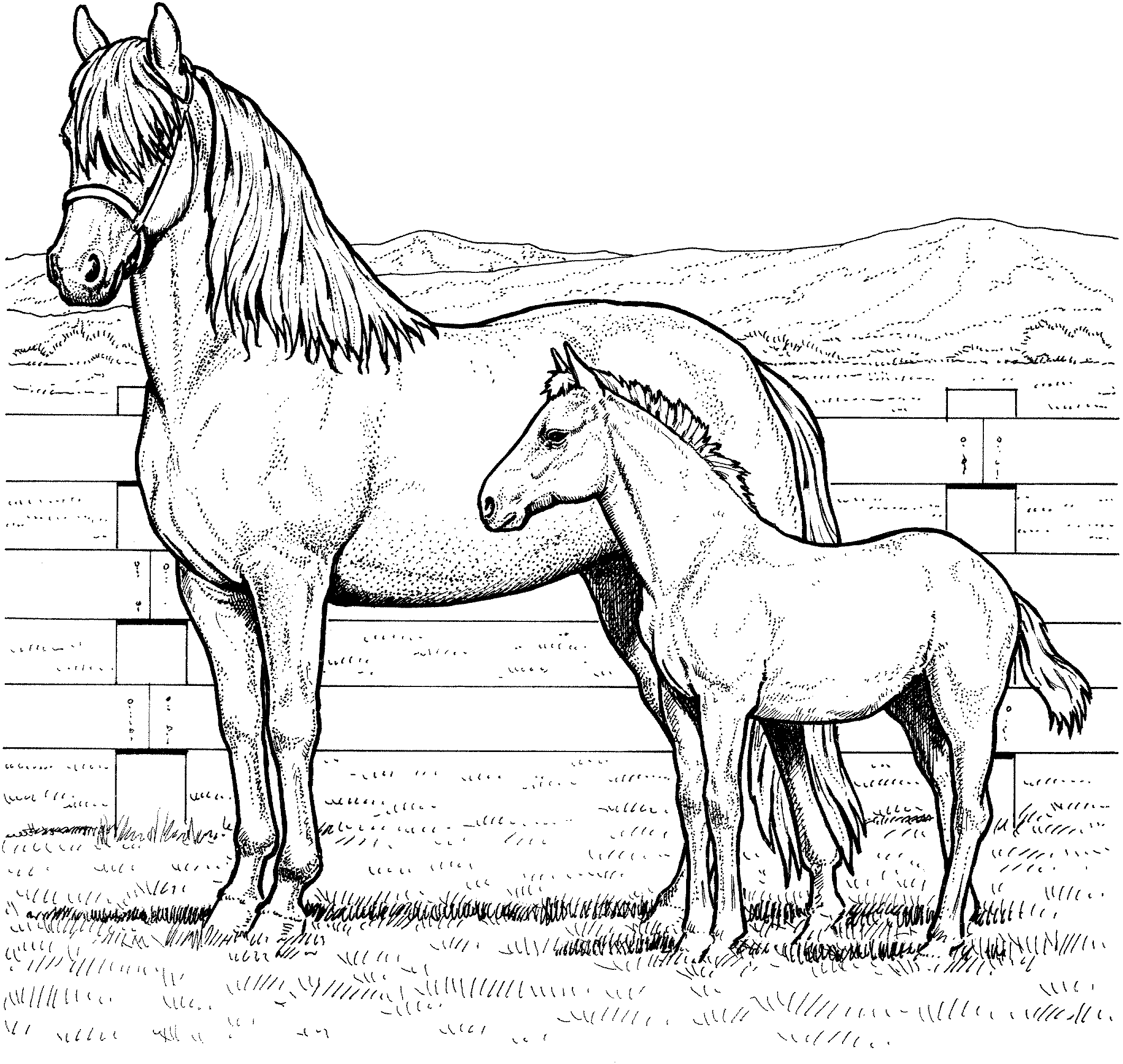 50 Horse Coloring Book 16