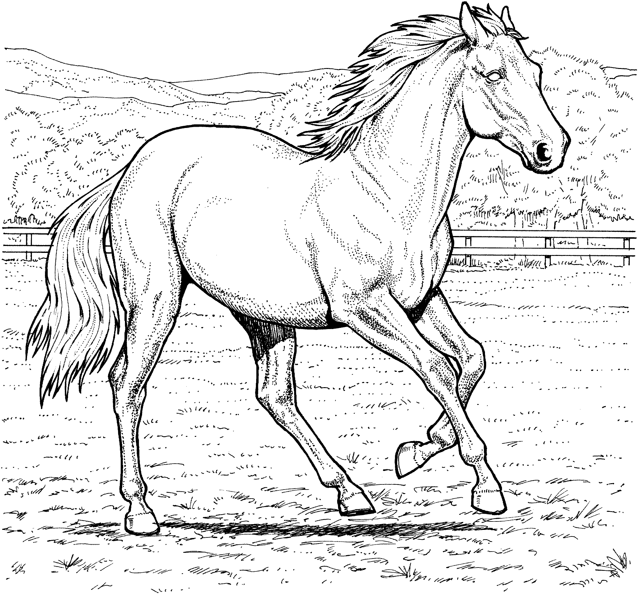 50 Horse Coloring Book 21