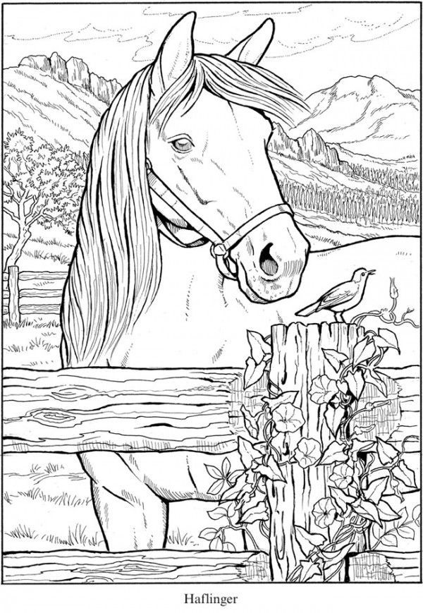 50 Horse Coloring Book 27