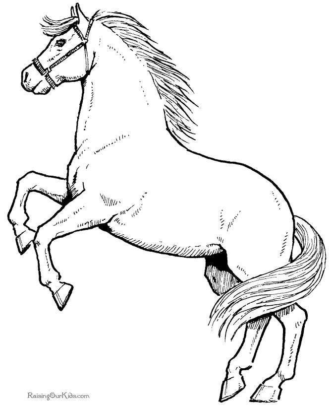 50 Horse Coloring Book 30