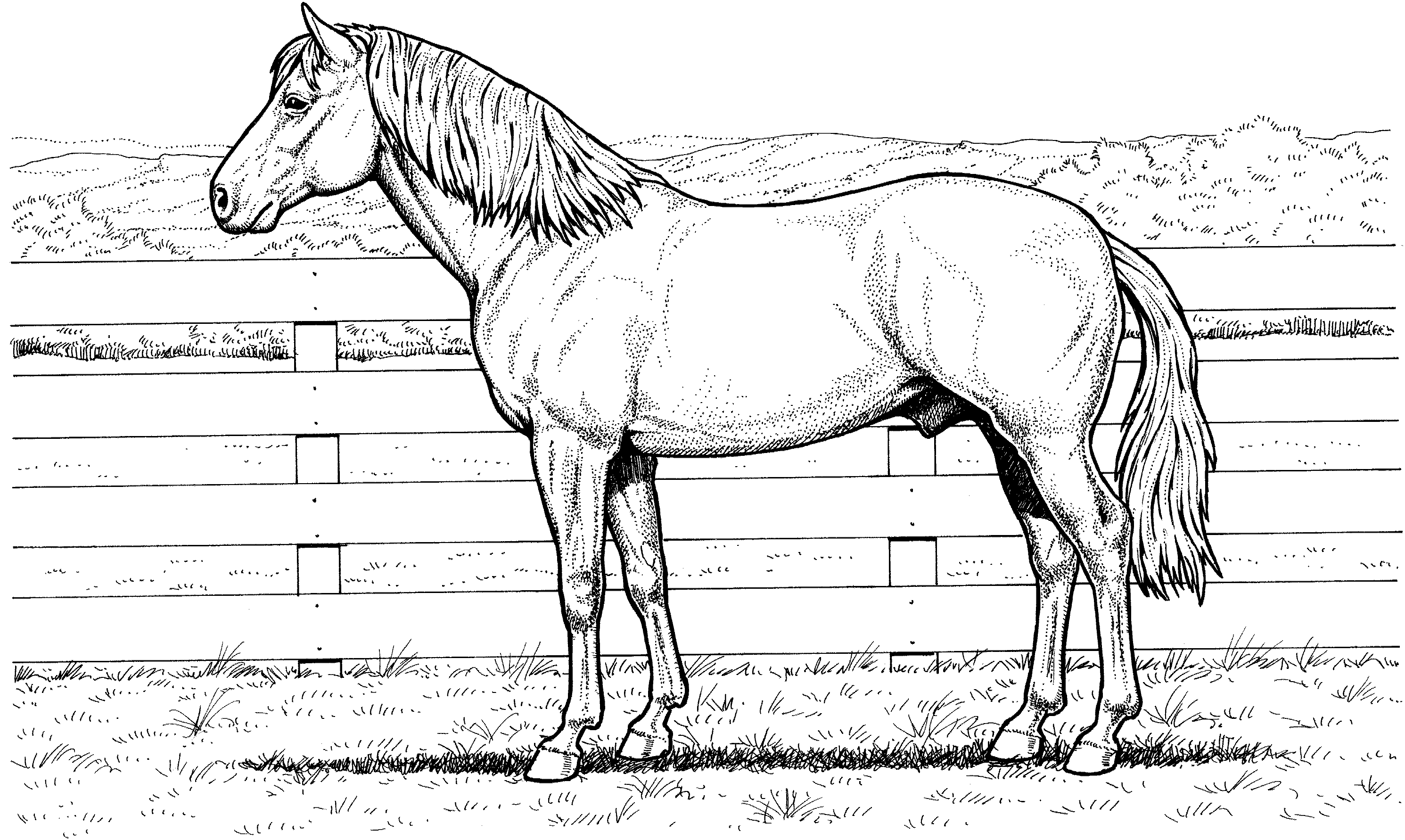 50 Horse Coloring Book 37