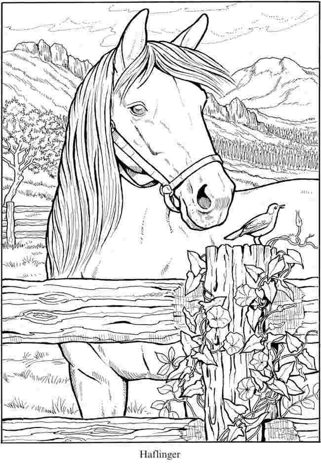 50 Horse Coloring Book 39