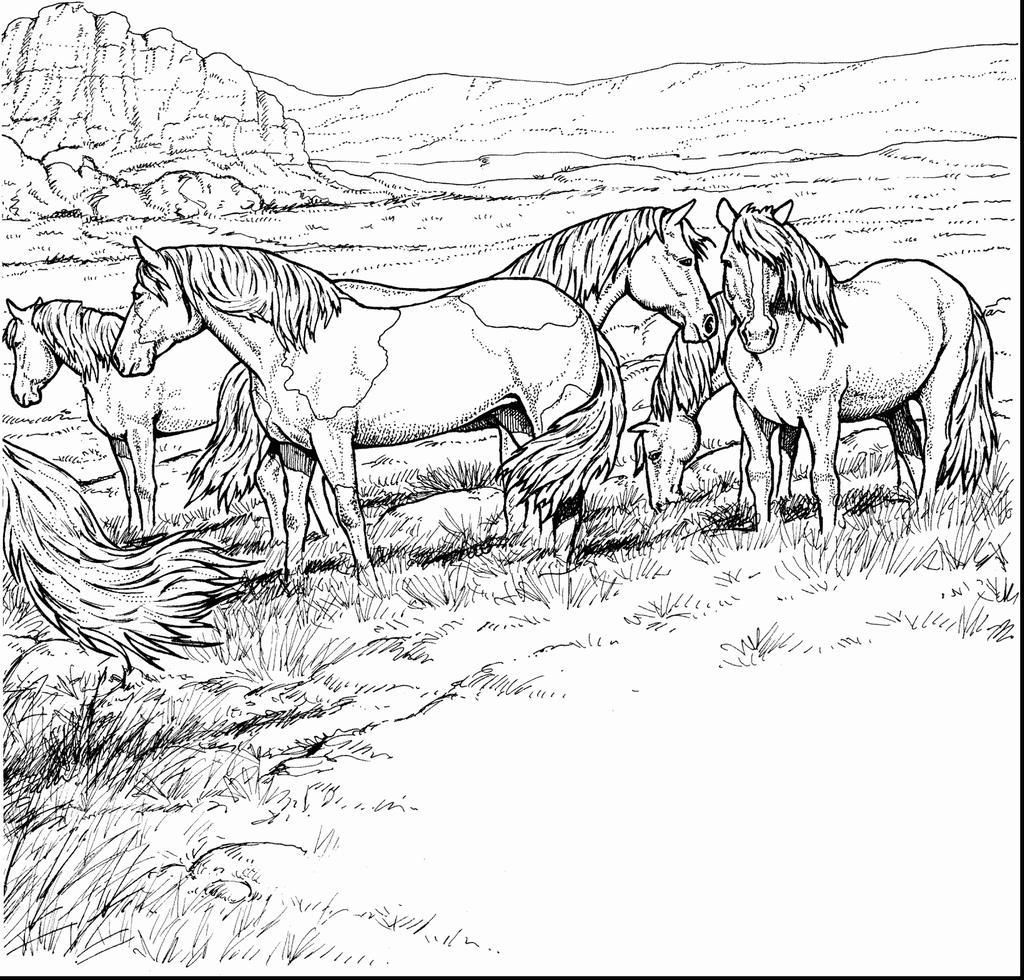 50 Horse Coloring Book 53