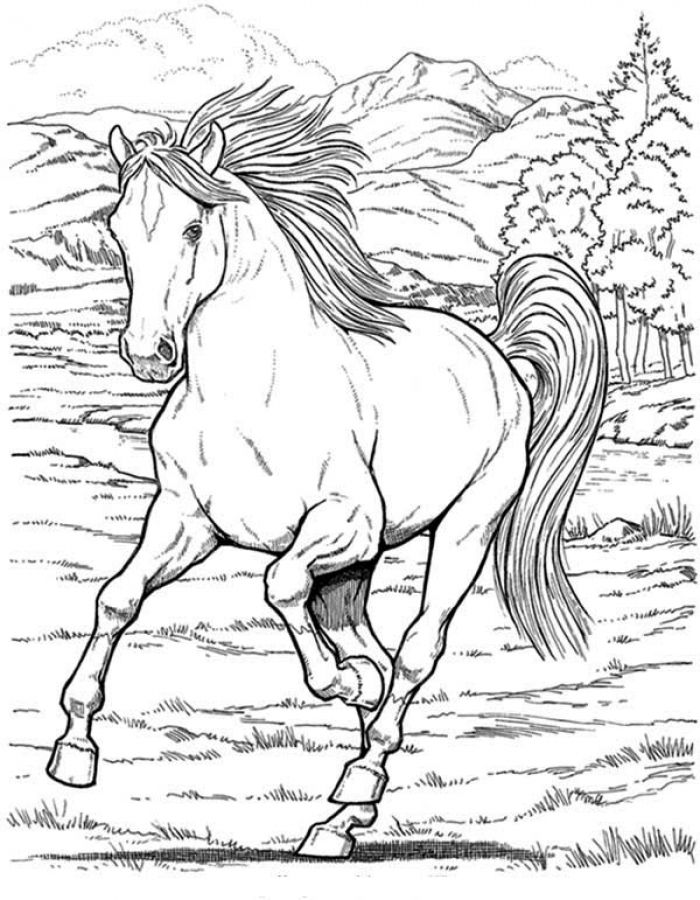 50 Horse Coloring Book 55