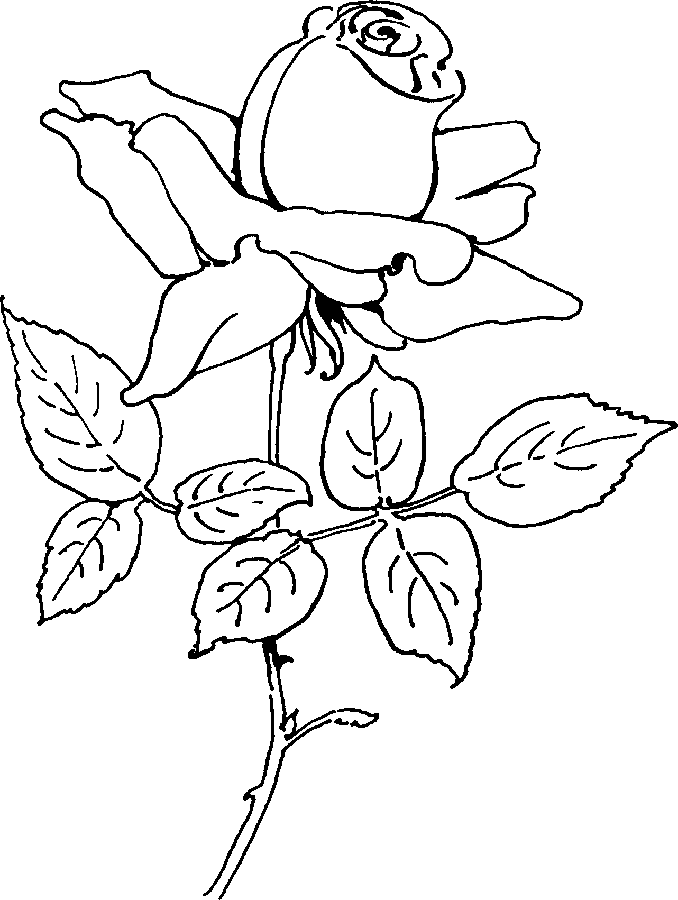 80 Printable Rose Coloring Pages 21