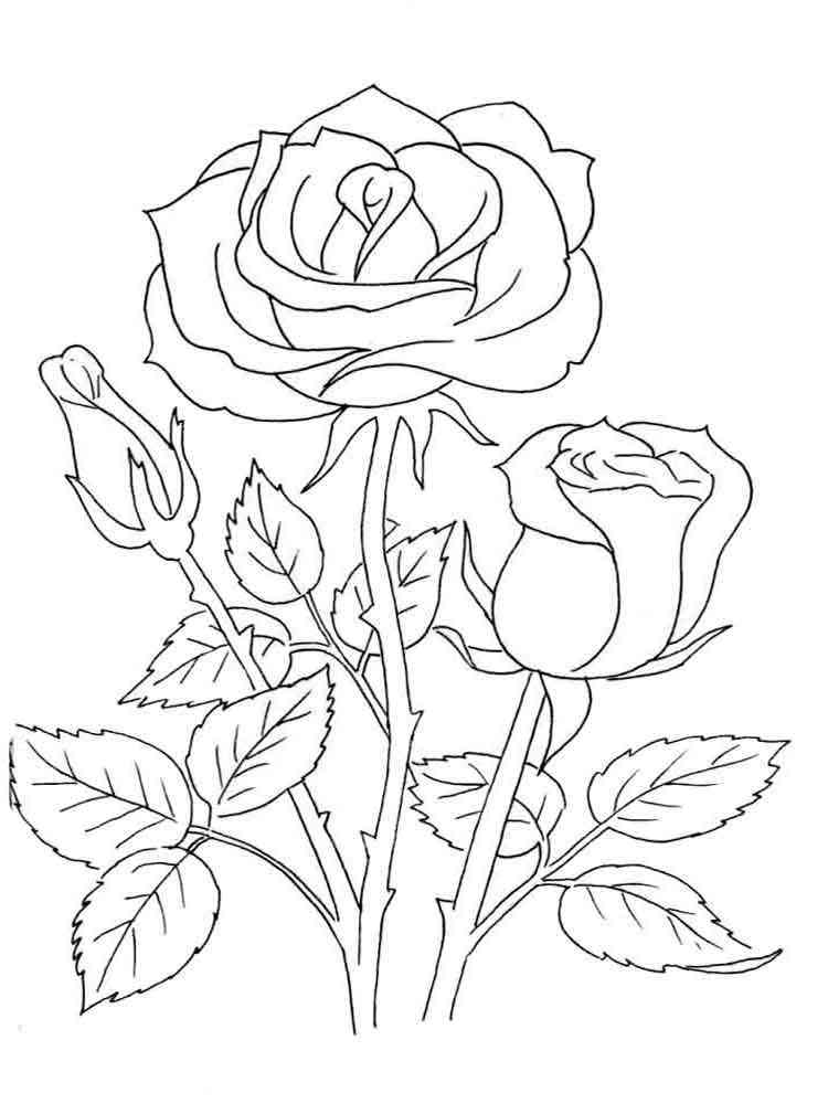 80 Printable Rose Coloring Pages 25