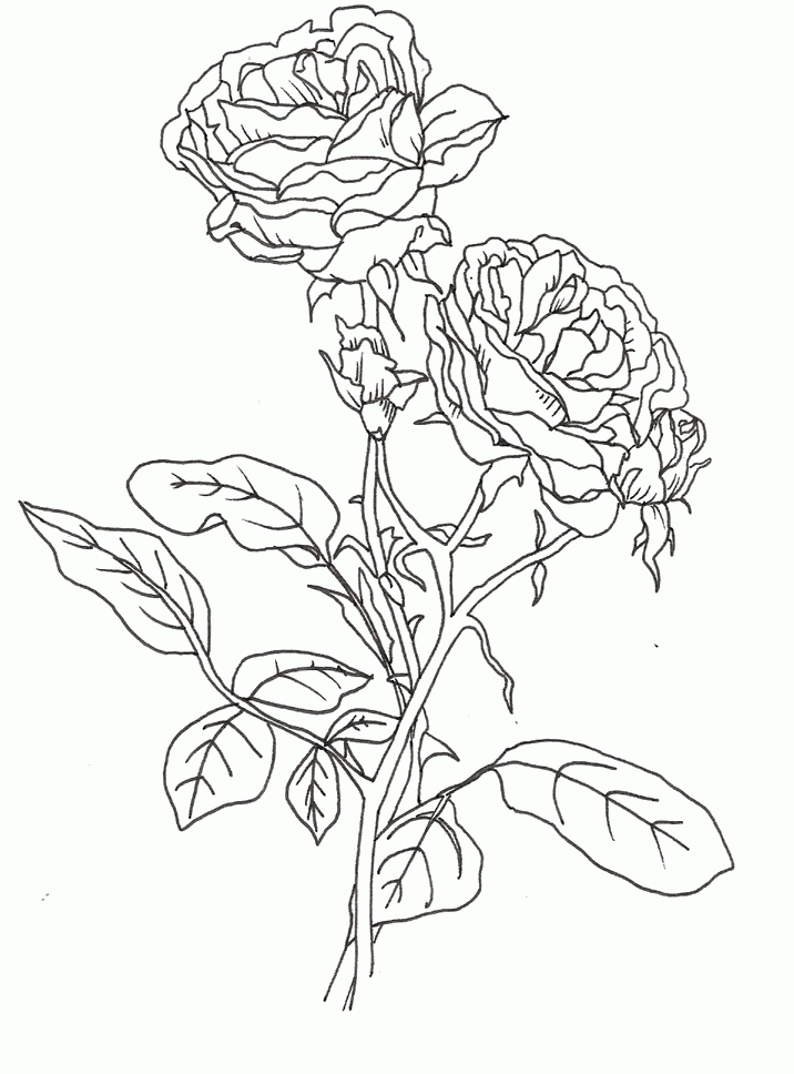 80 Printable Rose Coloring Pages 44