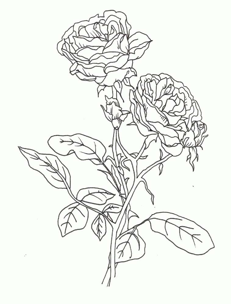 80 Printable Rose Coloring Pages 59