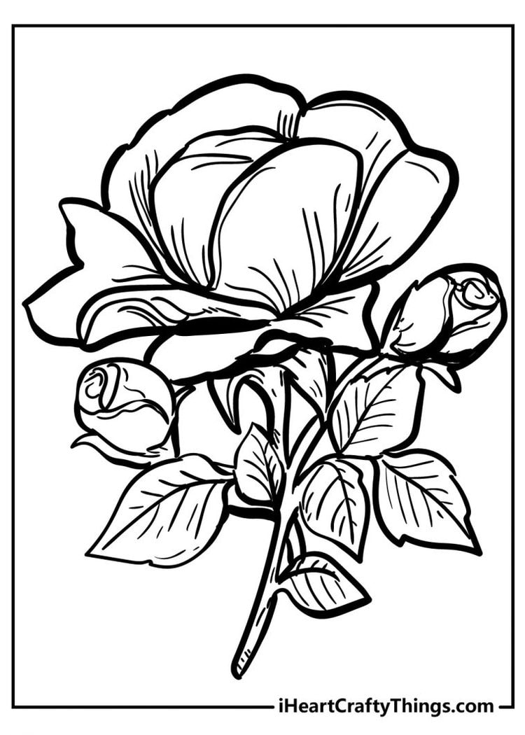 80 Printable Rose Coloring Pages 66