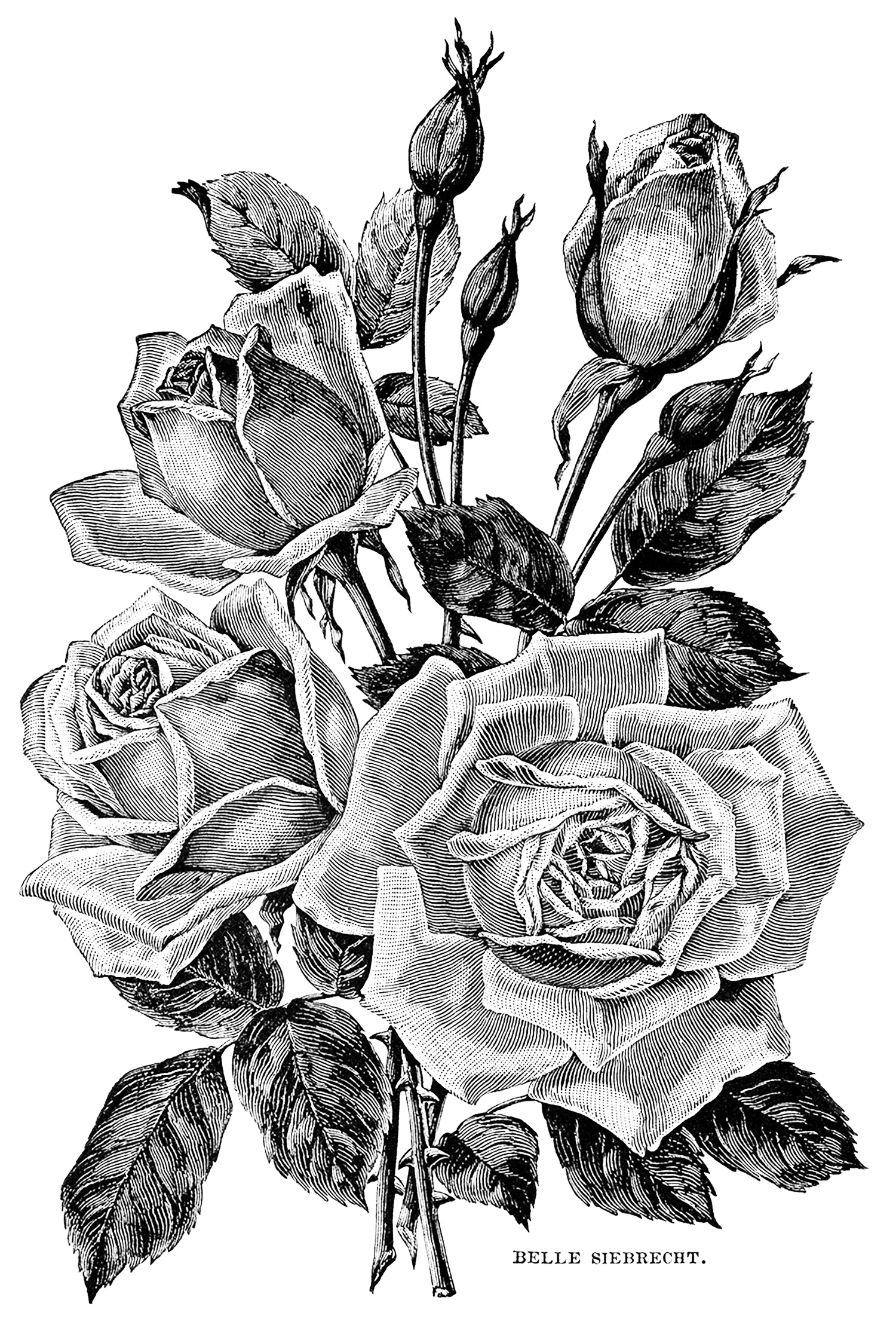 80 Printable Rose Coloring Pages 69