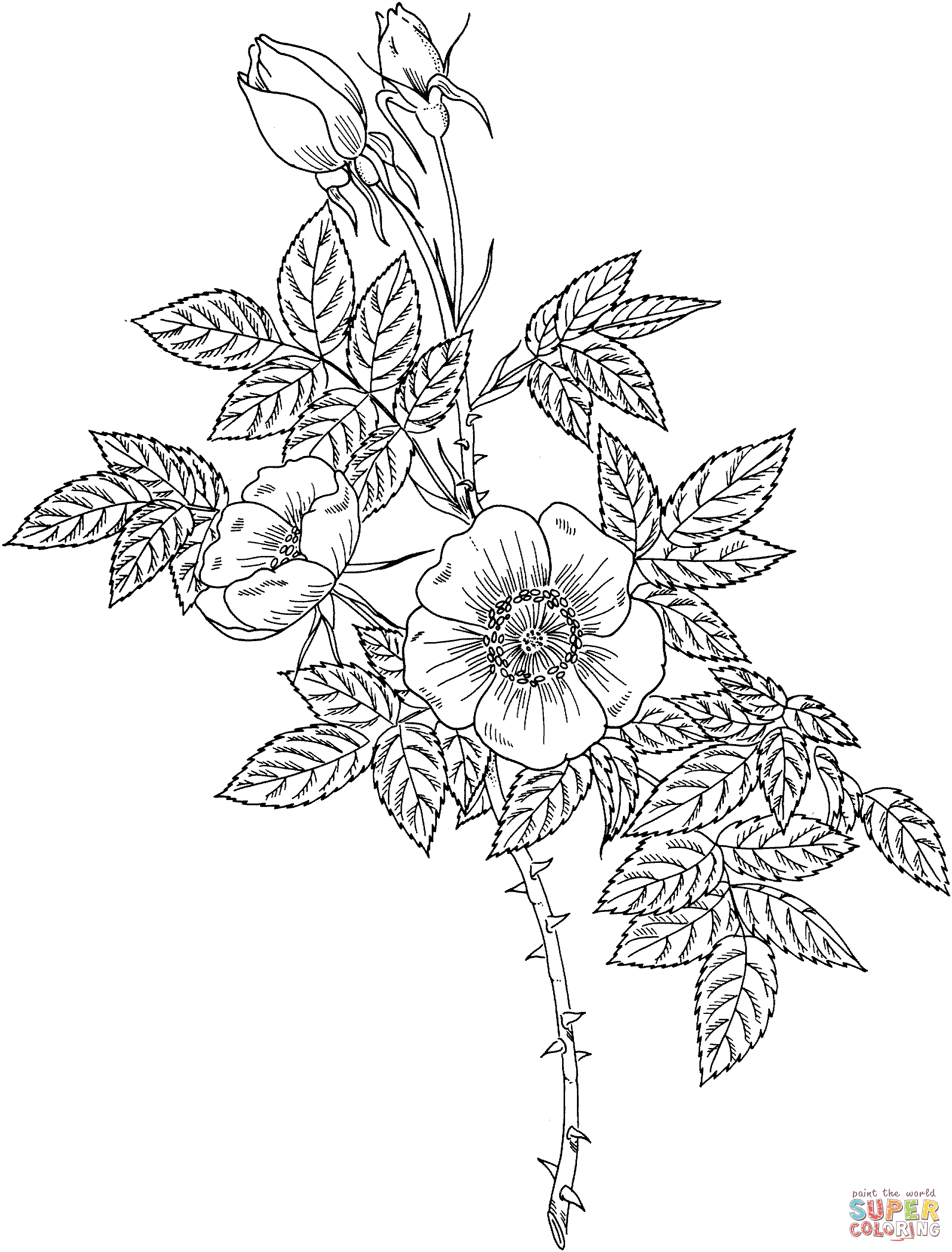 80 Printable Rose Coloring Pages 72