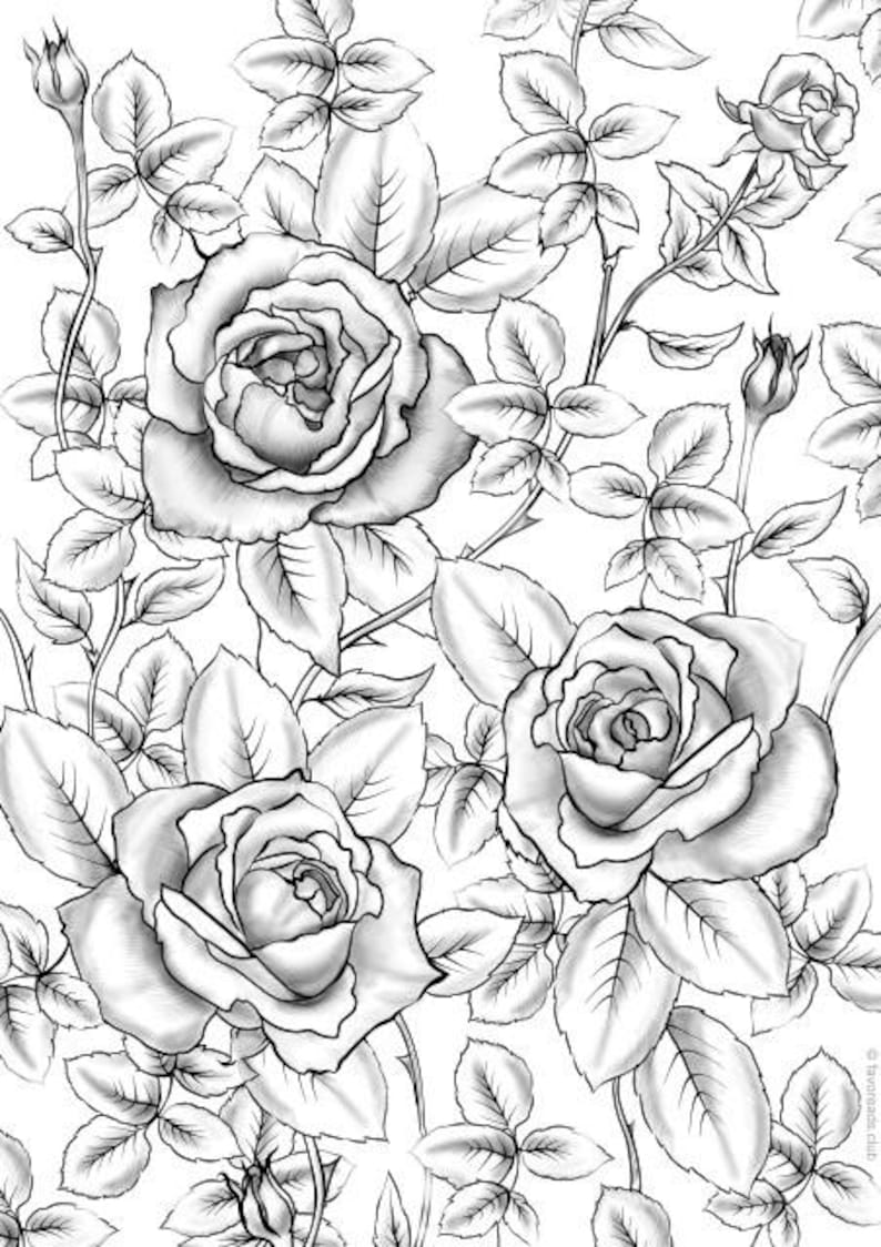 80 Printable Rose Coloring Pages 80