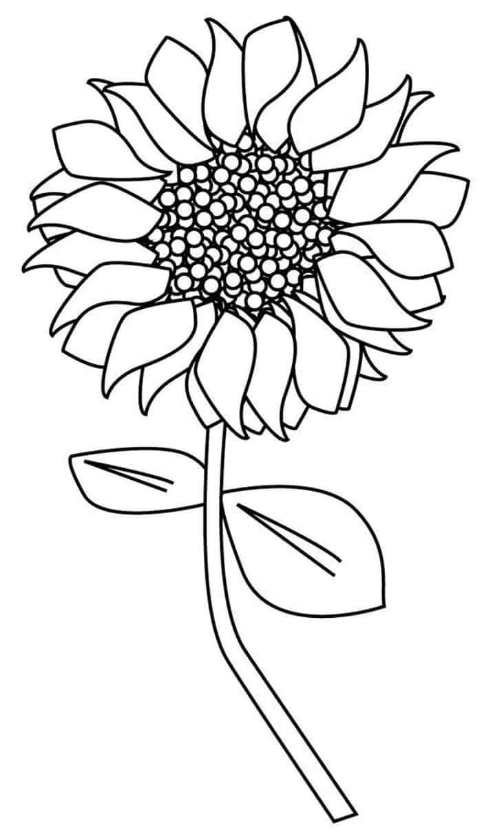 80 Printable Sunflower Coloring Pages 10