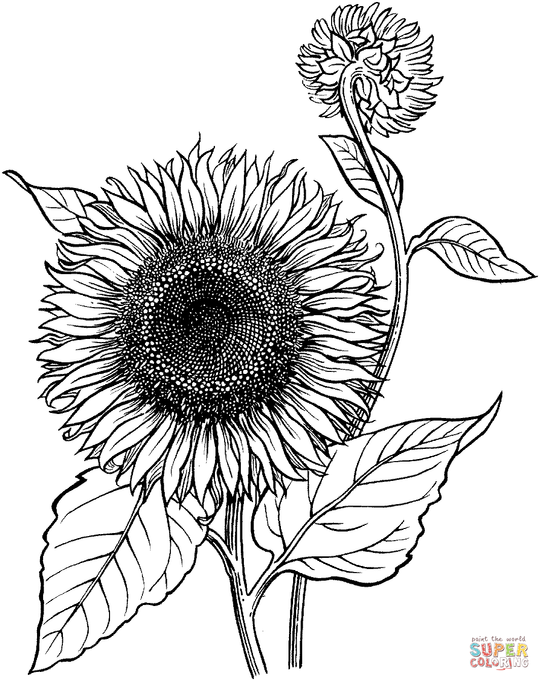 80 Printable Sunflower Coloring Pages 16