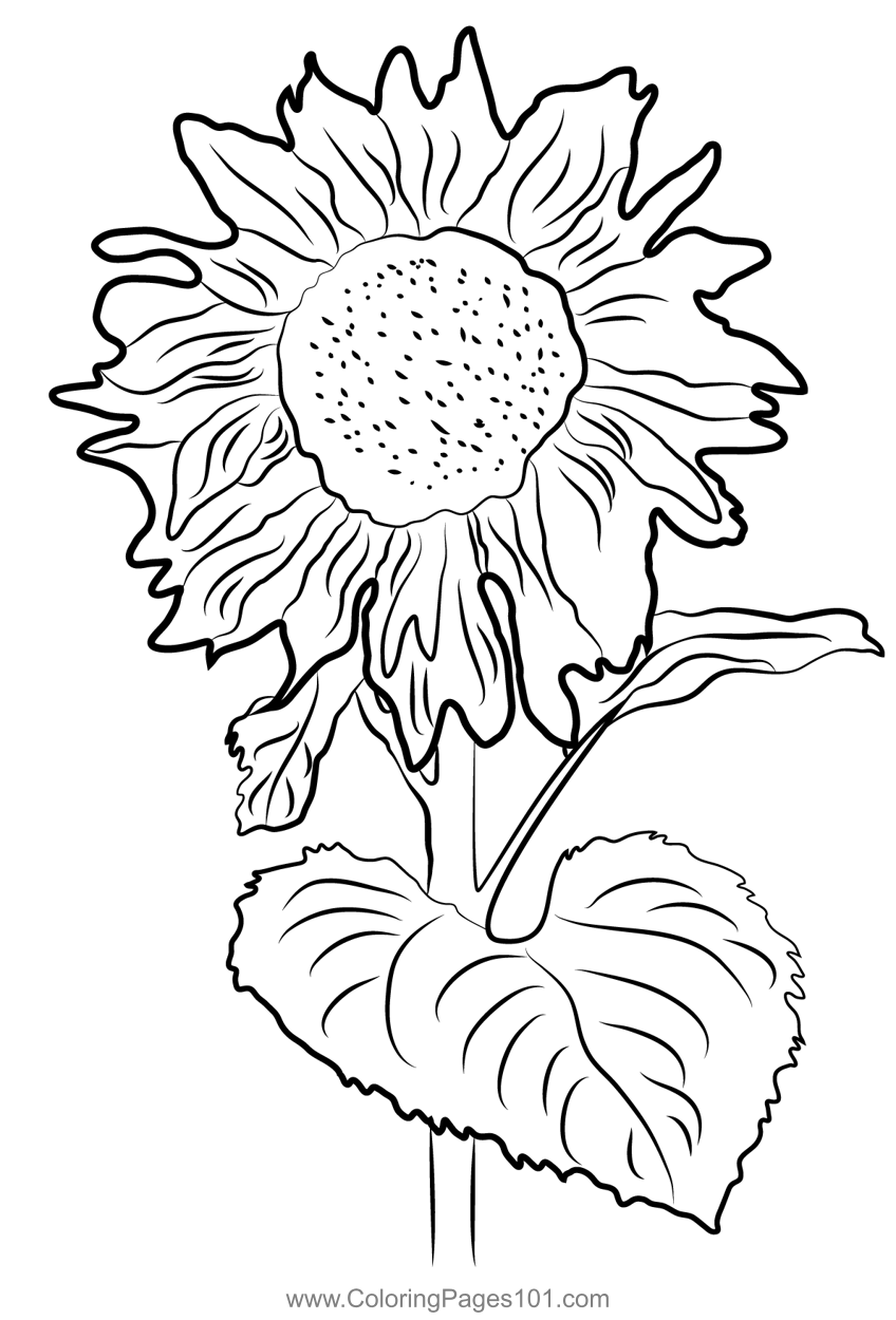 80 Printable Sunflower Coloring Pages 23