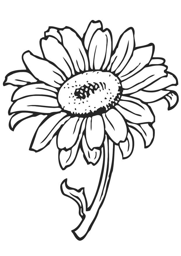 80 Printable Sunflower Coloring Pages 24