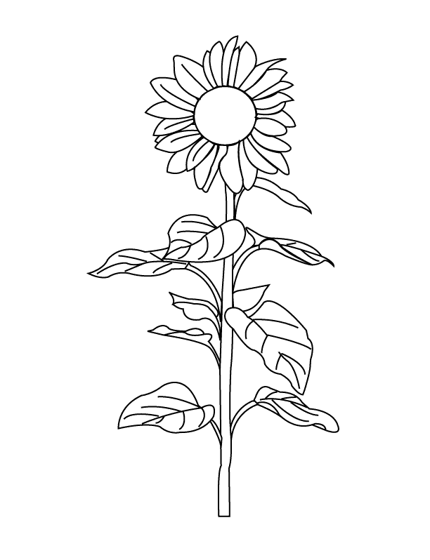 80 Printable Sunflower Coloring Pages 27