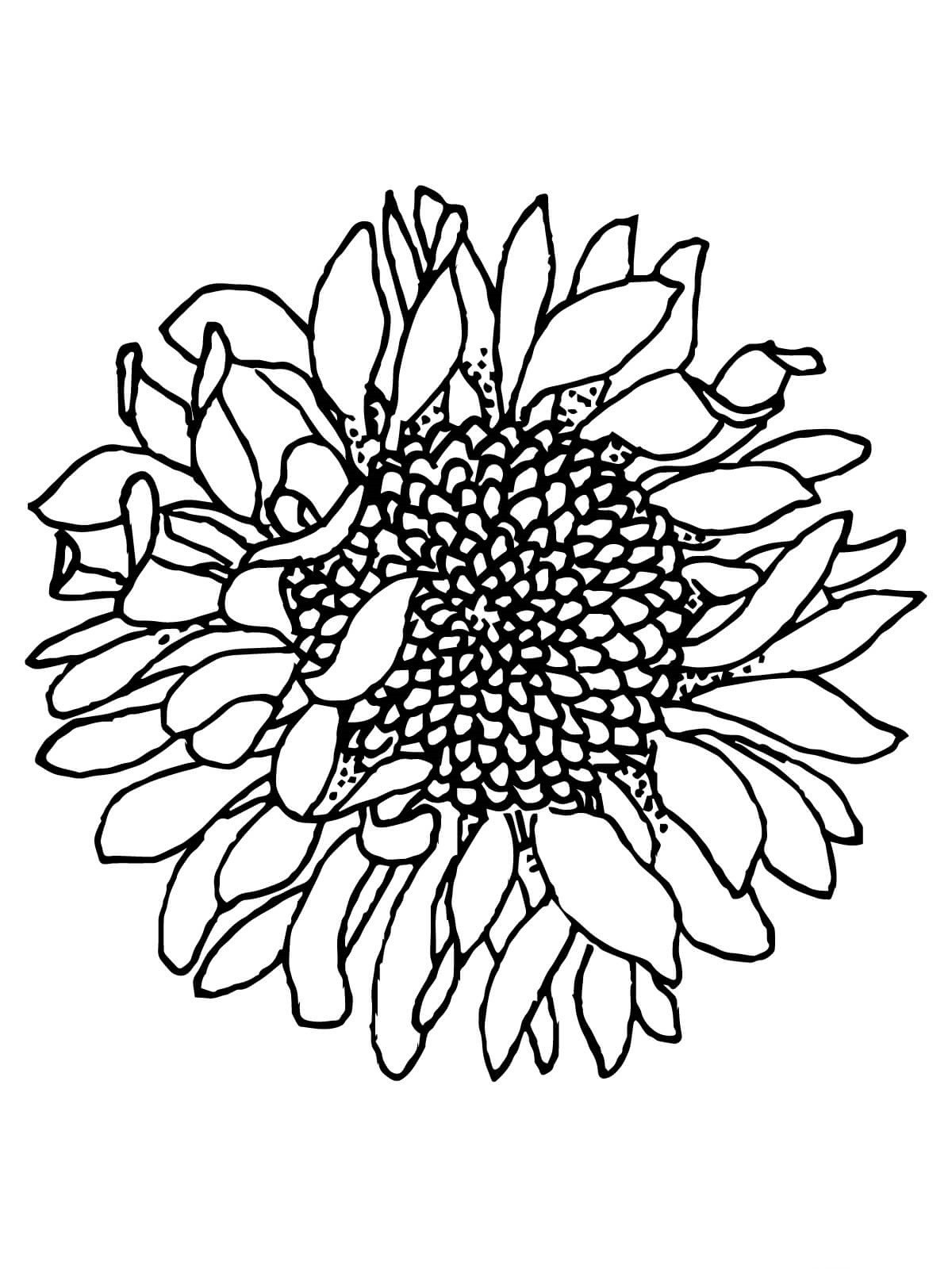 80 Printable Sunflower Coloring Pages 28