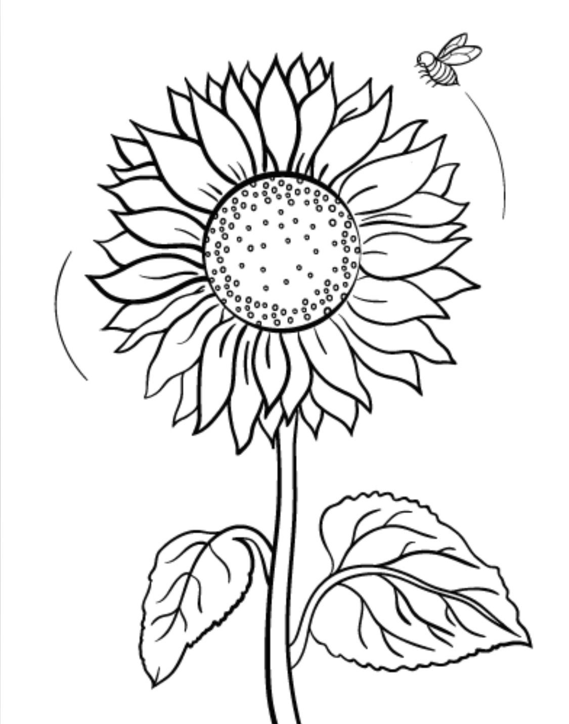 80 Printable Sunflower Coloring Pages 29