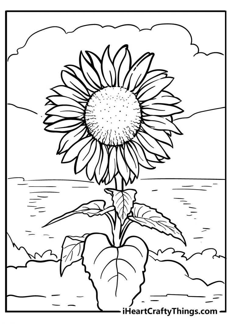 80 Printable Sunflower Coloring Pages 32