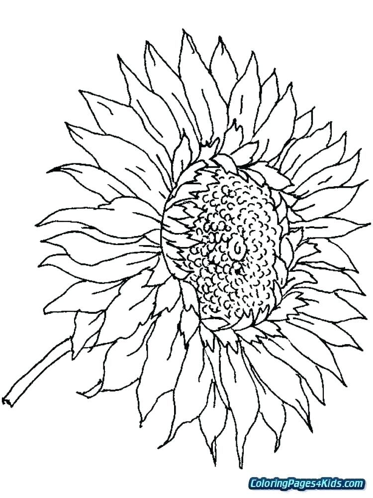 80 Printable Sunflower Coloring Pages 37