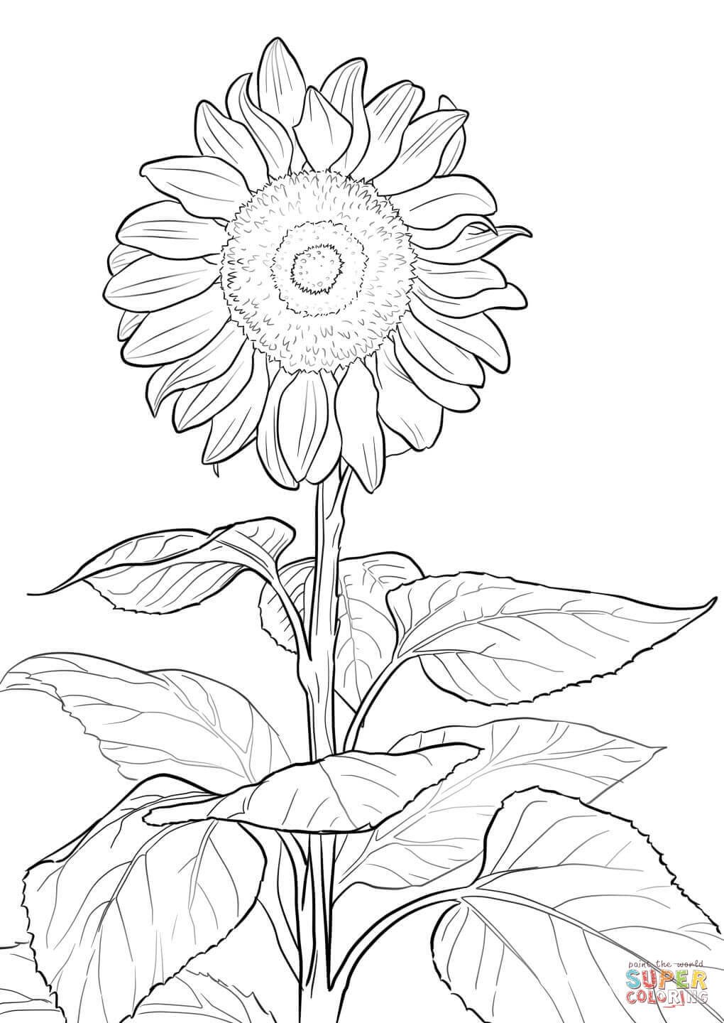 80 Printable Sunflower Coloring Pages 38