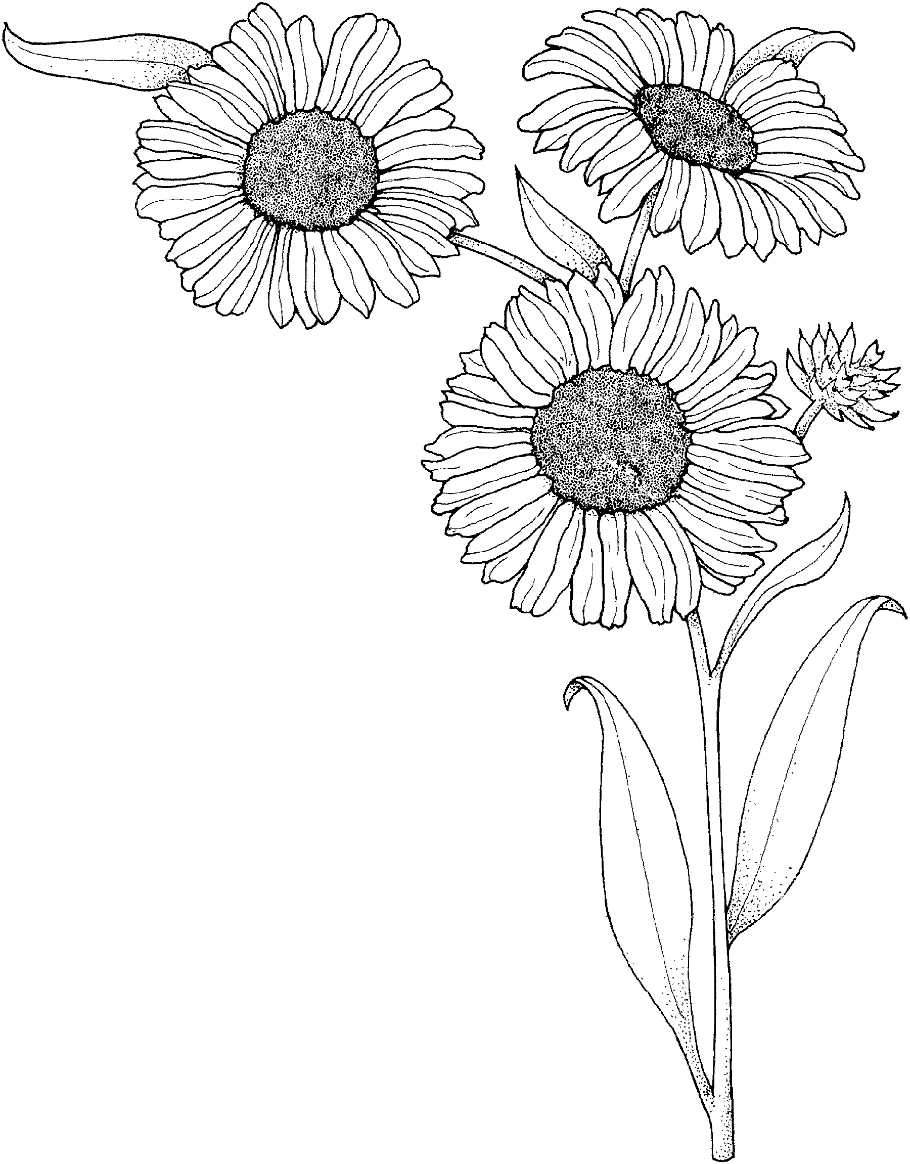 80 Printable Sunflower Coloring Pages 56