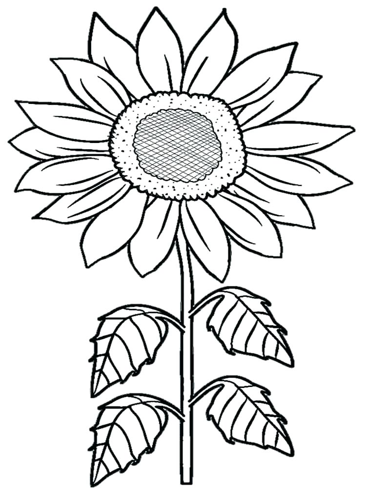 80 Printable Sunflower Coloring Pages 57