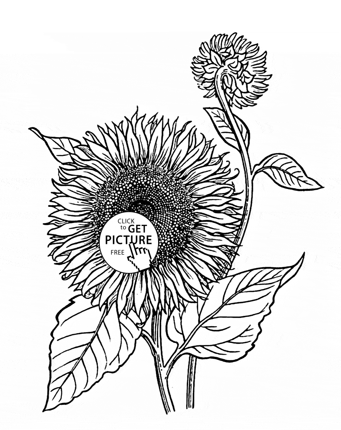 80 Printable Sunflower Coloring Pages 65