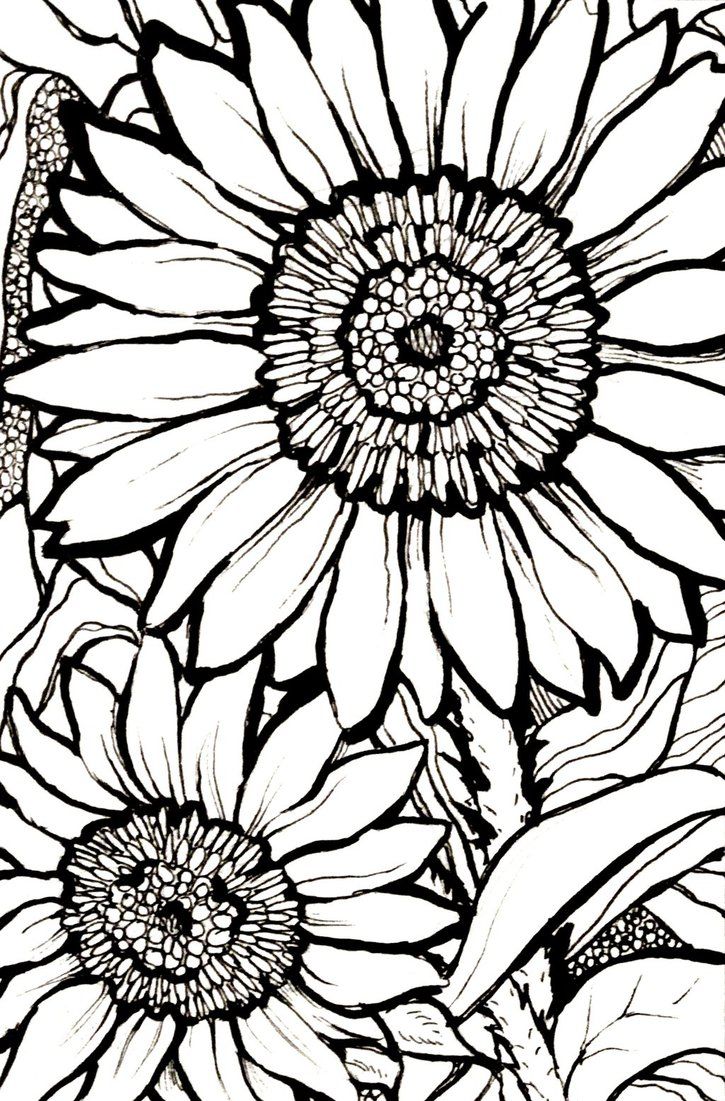 80 Printable Sunflower Coloring Pages 66