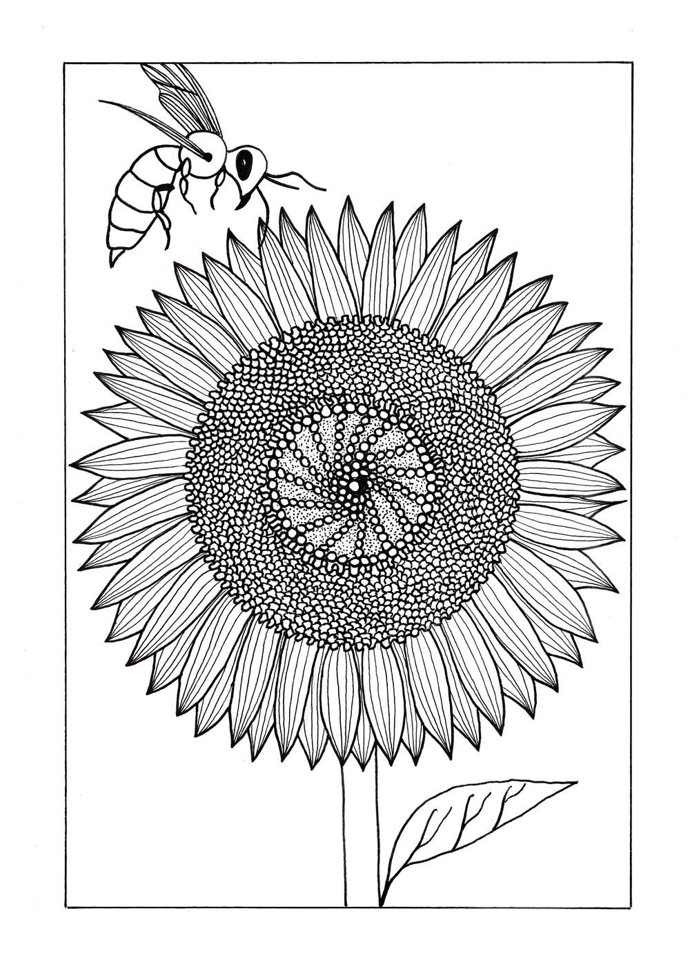 80 Printable Sunflower Coloring Pages 67