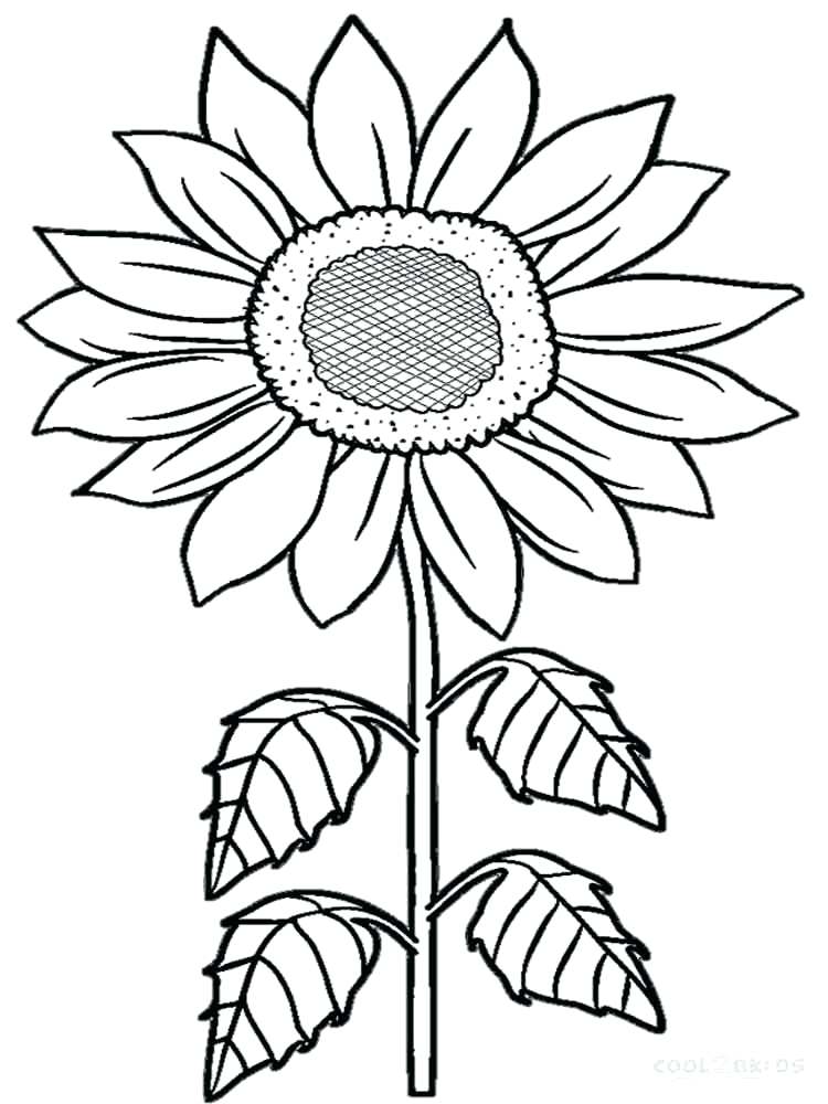 80 Printable Sunflower Coloring Pages 68