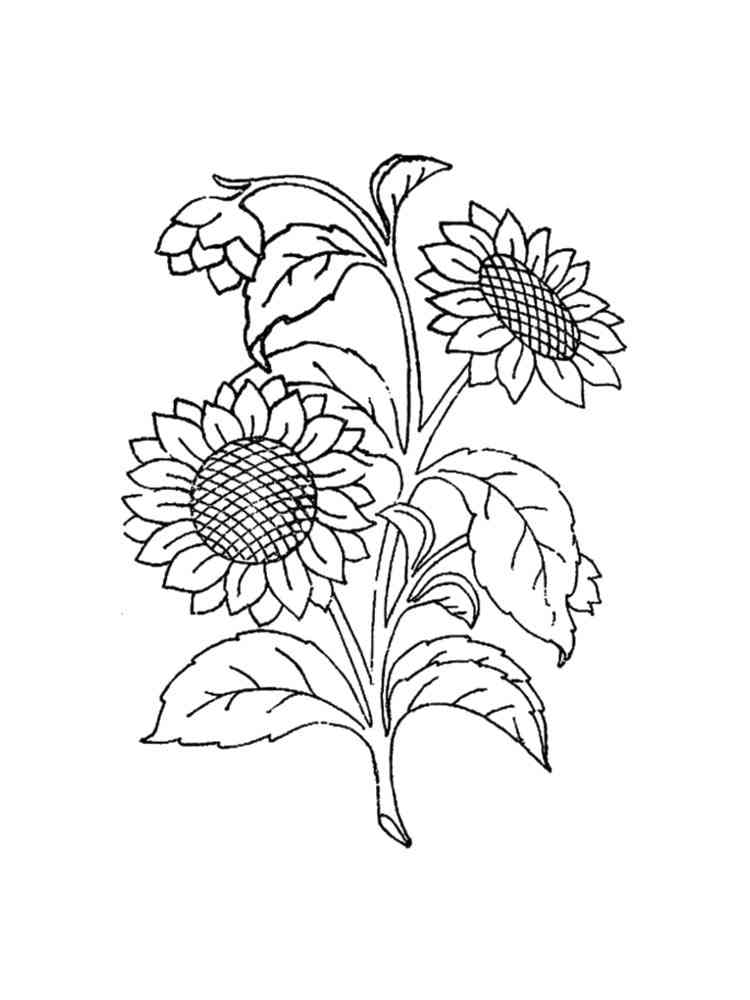 80 Printable Sunflower Coloring Pages 69