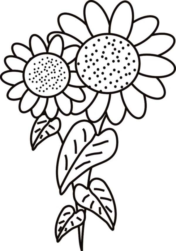 80 Printable Sunflower Coloring Pages 71