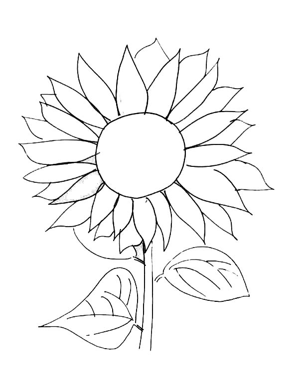 80 Printable Sunflower Coloring Pages 73