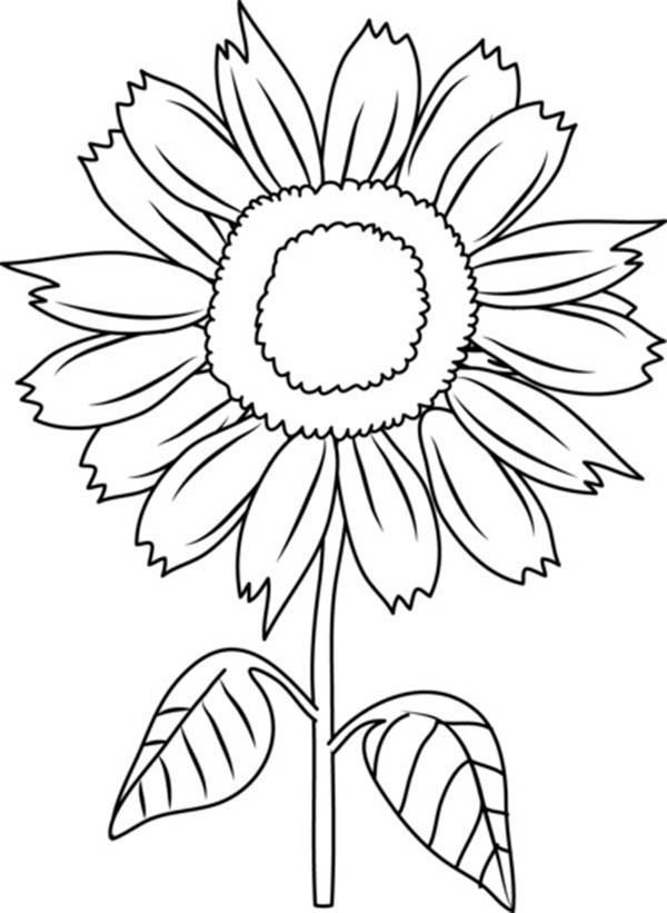 80 Printable Sunflower Coloring Pages 75