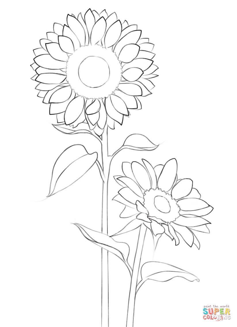 80 Printable Sunflower Coloring Pages 76