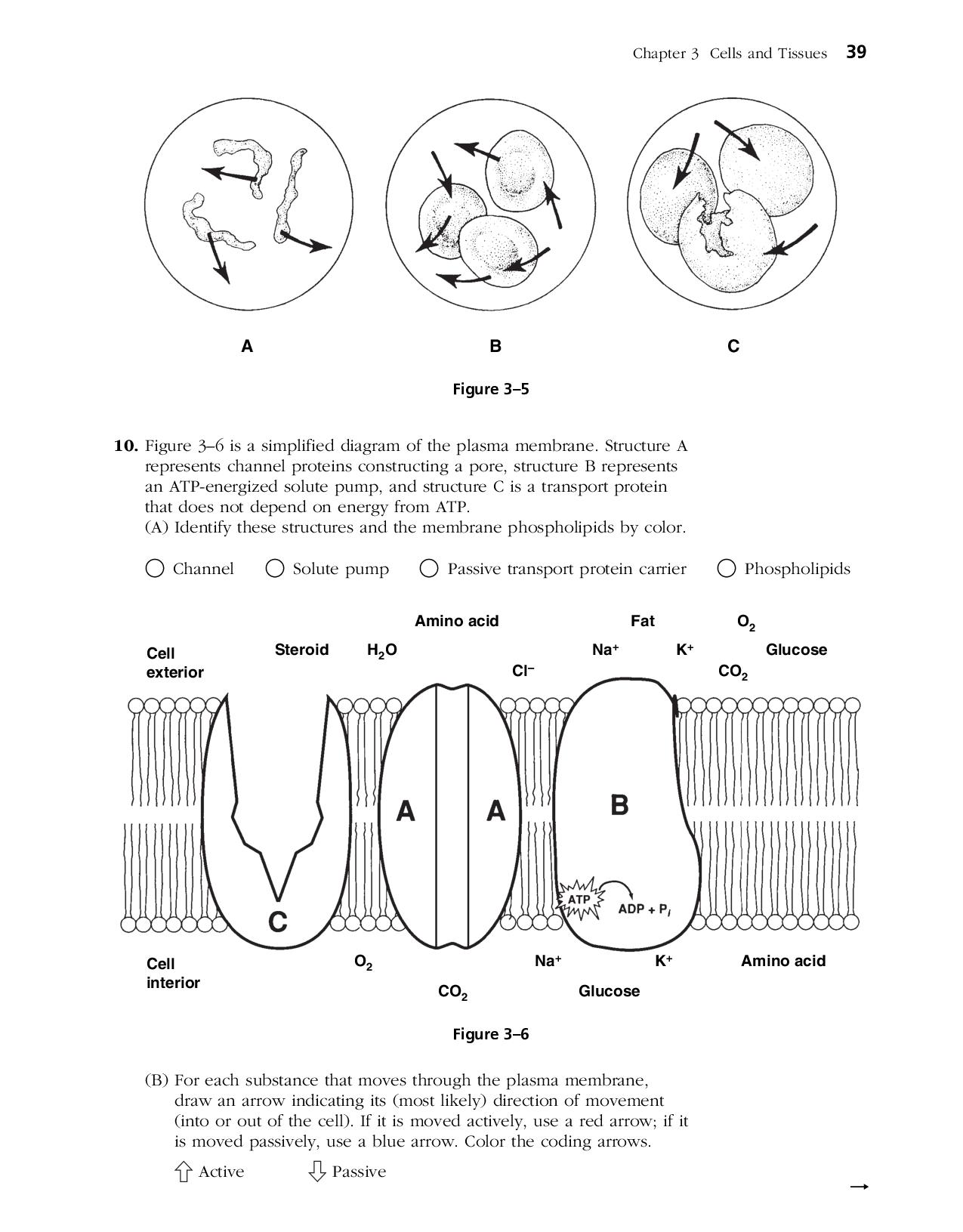 90 Printable Anatomy And Physiology Coloring Book 15