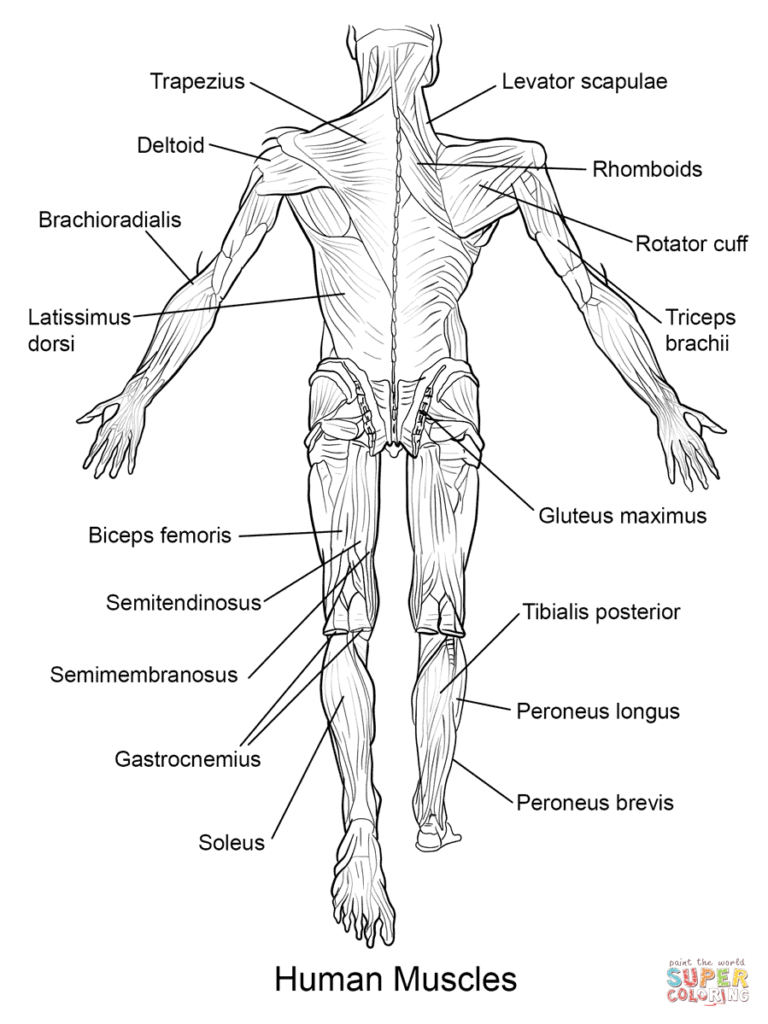 90 Printable Anatomy And Physiology Coloring Book 19