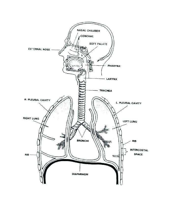 90 Printable Anatomy And Physiology Coloring Book 20