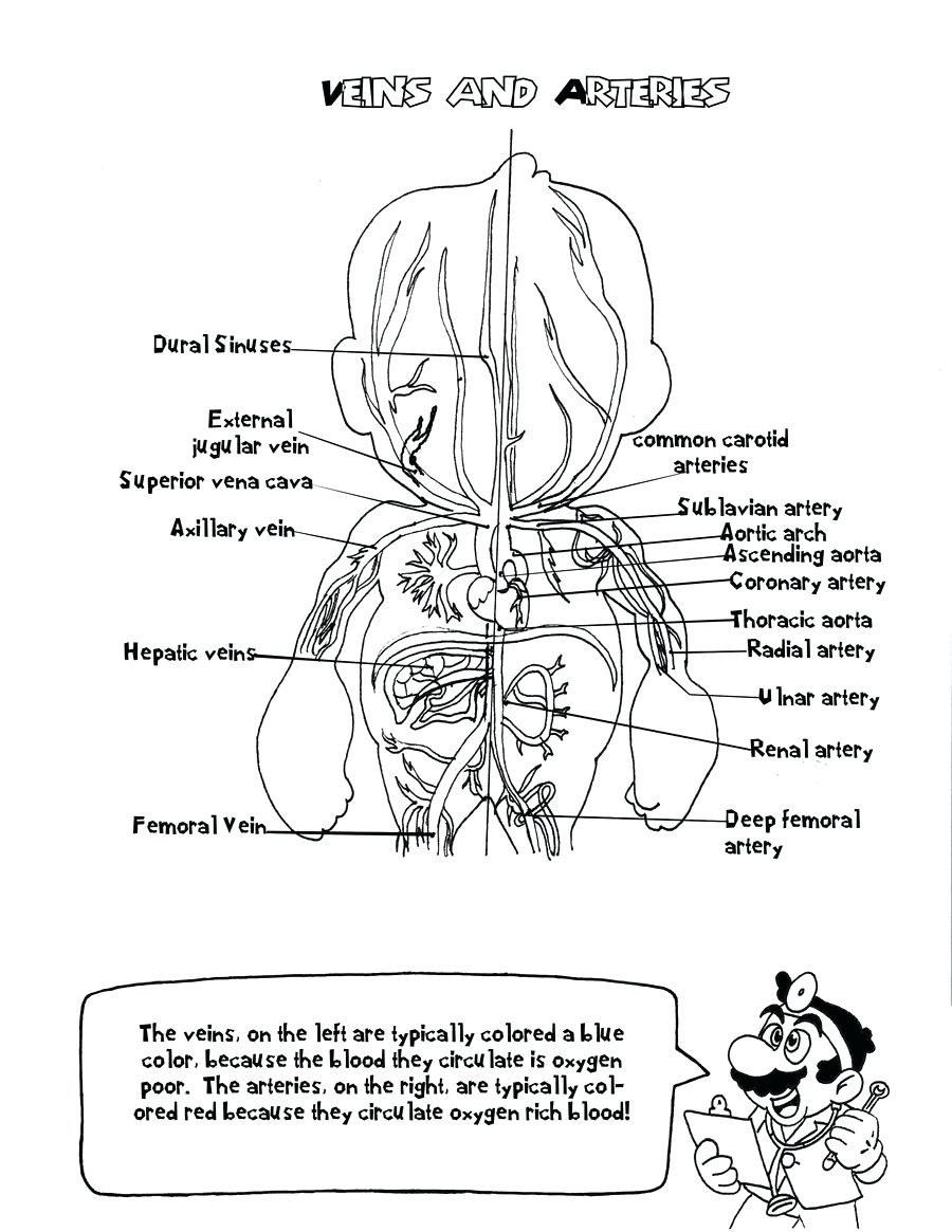 90 Printable Anatomy And Physiology Coloring Book 28