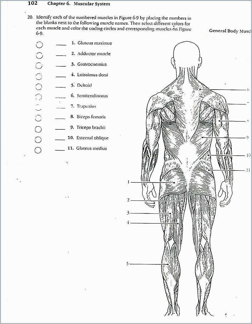 90 Printable Anatomy And Physiology Coloring Book 29