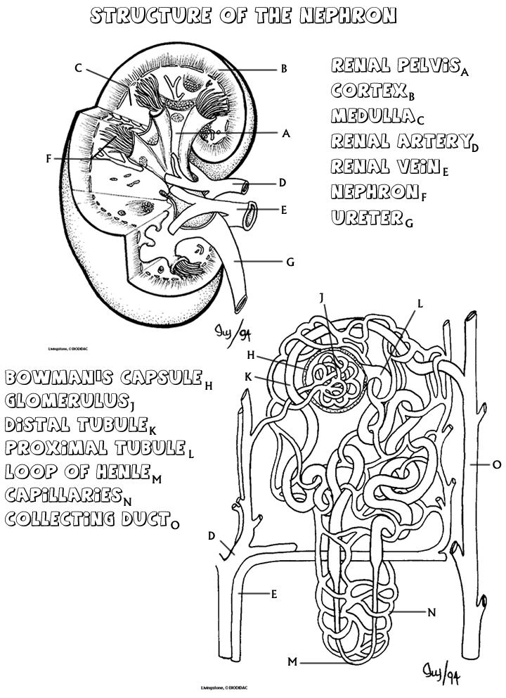 90 Printable Anatomy And Physiology Coloring Book 31