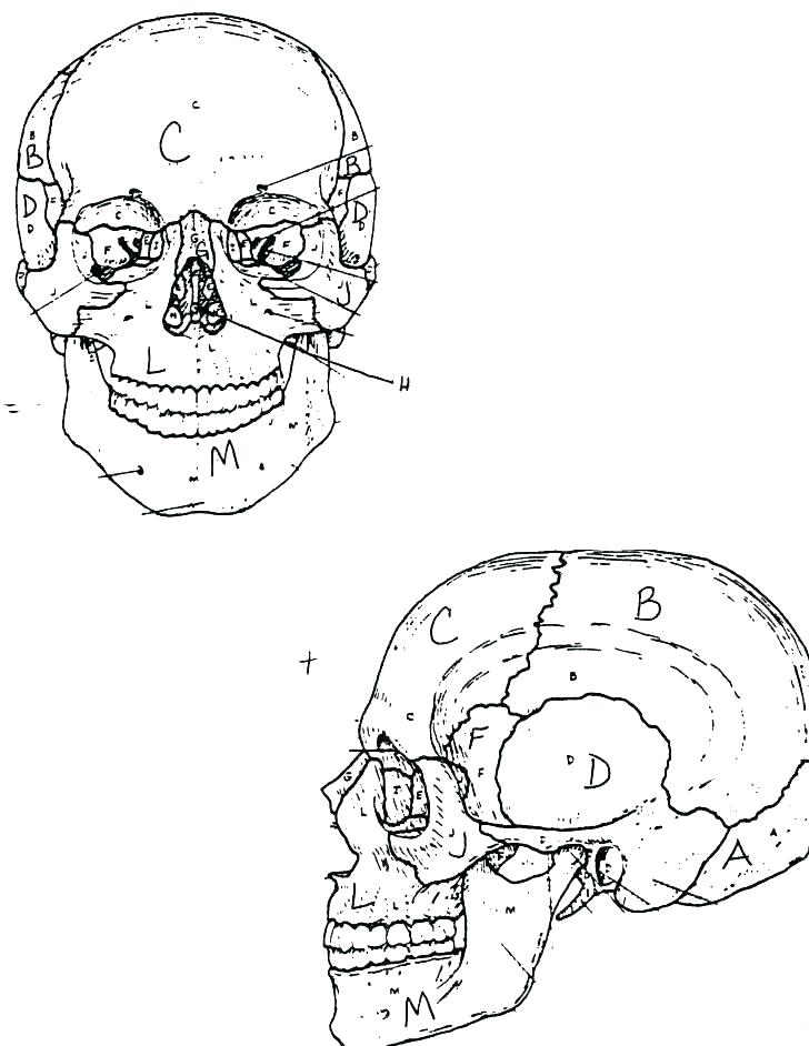 90 Printable Anatomy And Physiology Coloring Book 38